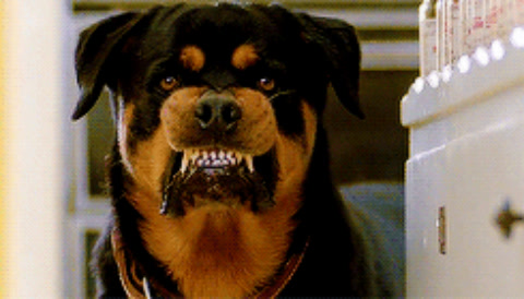 The benefits of owning a rabid Rottweiler